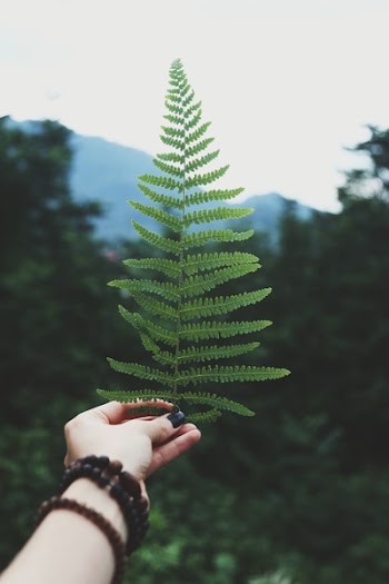 Person Holding Fern Leaf