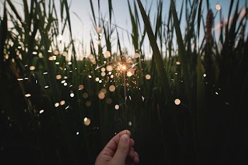 person holding firecracker near grasses