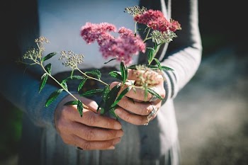 person holding flowers in macro photography