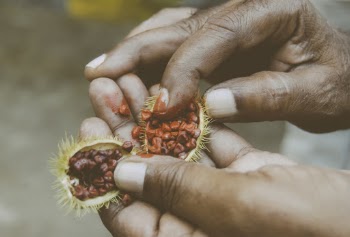 Person Holding Fruit