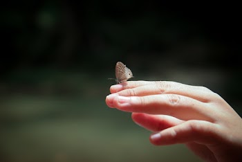 Person Holding Gray Butterfly