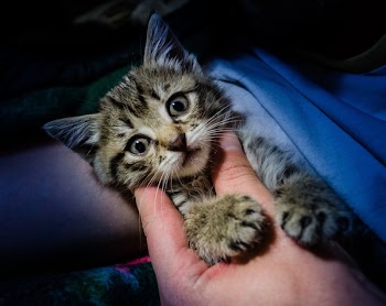 Person Holding Gray Kitten