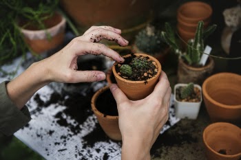 Person Holding Green Cactus On Pot