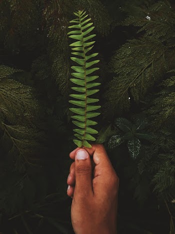 Person Holding Green Fern