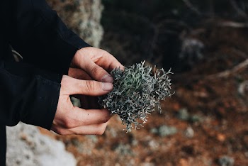 Person Holding Green Grass