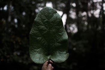 person holding green leaf