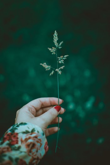 Person Holding Green Leaf