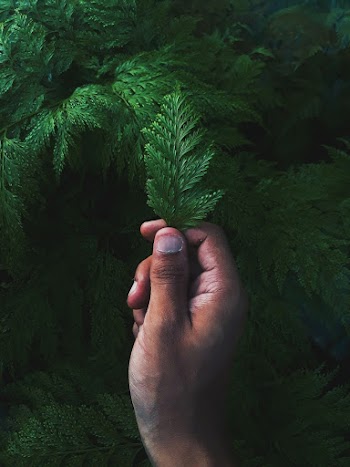 Person Holding Green Leaf