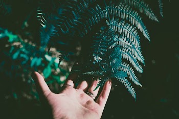 Person Holding Green Leafed Plant
