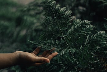 Person Holding Green-leafed Plant