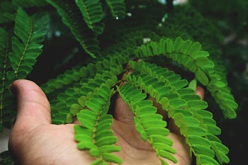 Person Holding Green Leaves