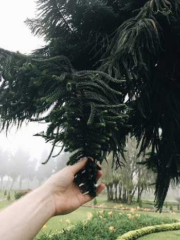 Person Holding Green Leaves  