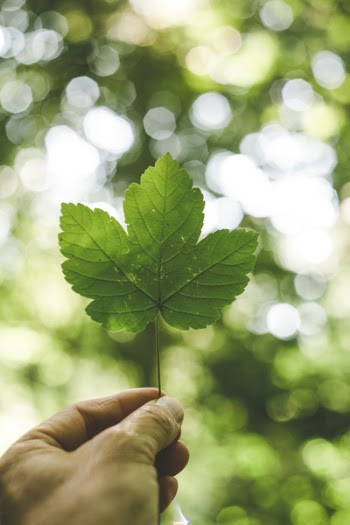 Person Holding Green Palmate Leaf With Bokeh Background
