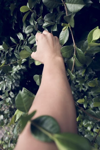 Person Holding Green Plant