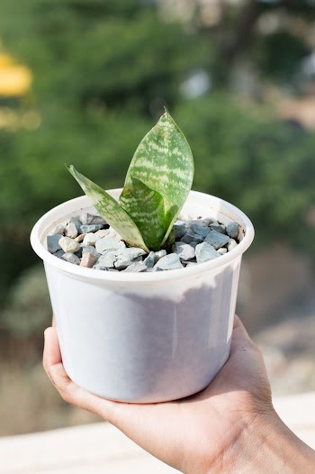 Person Holding Green Plants