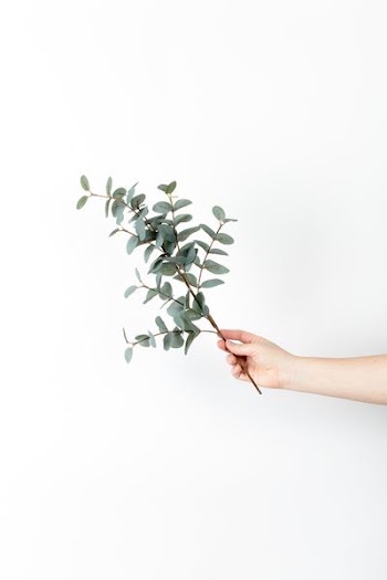 person holding green plants