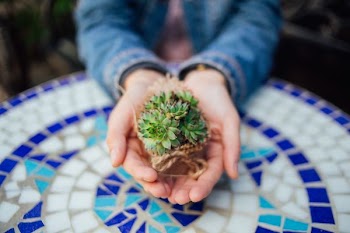 person holding green succulents