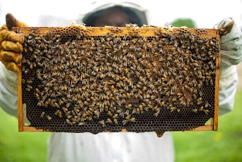 Person Holding Honeybomb With Honeybee