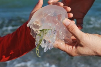 Person Holding Jellyfish
