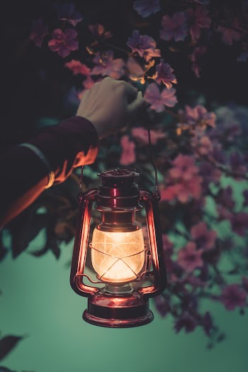 Person Holding Lantern Near Pink Flowering Plant