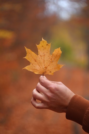 Person Holding Leaf