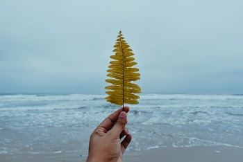 Person Holding Leaf
