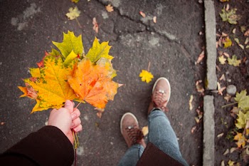Person Holding Maple Leaves