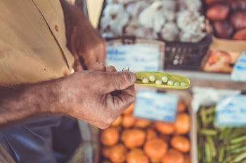 person holding of green peas