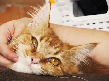 Person Holding Orange Tabby Cat