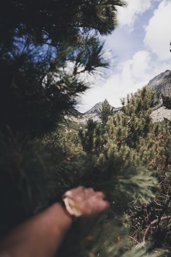 person holding palm tree near mountain alps