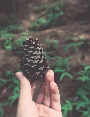 Person Holding Pine Cone