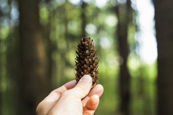 Person Holding Pine Cone