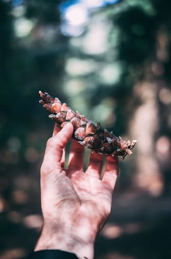 person holding pine cone