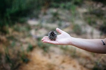 person holding pine cone