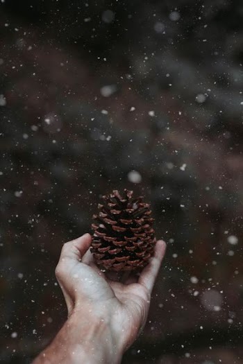 person holding pine cone