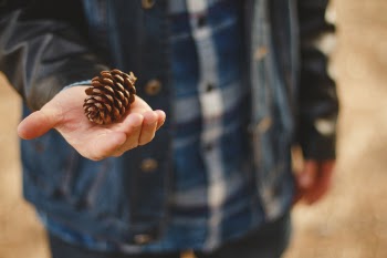 Person Holding Pine Cone