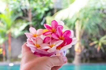 Person Holding Pink and Purple Plumera Flowers Inside Plastic Container