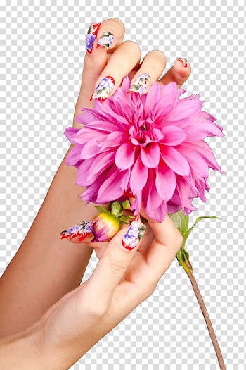 Person holding pink dahlia in bloom, Nail art Nail polish Ava Nails, Flowers Nail Art FIG. transparent background PNG clipart