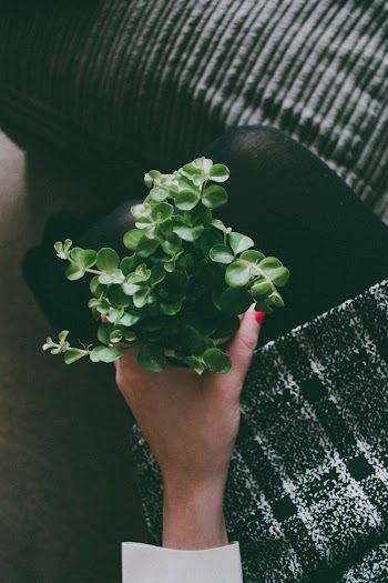 Person Holding Pot of Plant