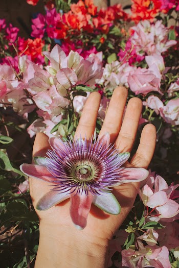 Person Holding Purple and White Flowers
