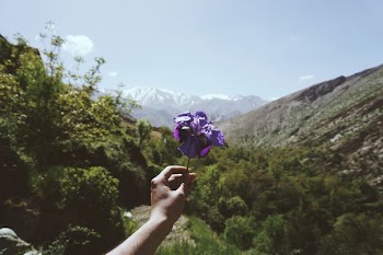 person holding purple flower