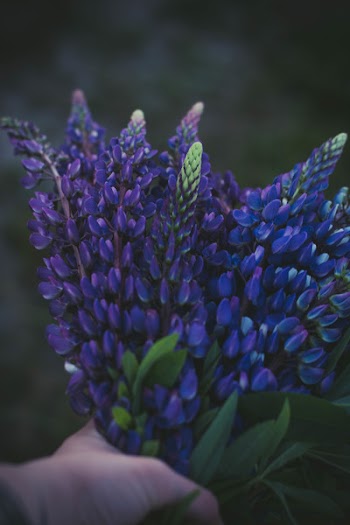 Person Holding Purple Flowers