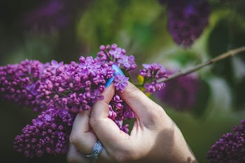 Person Holding Purple Hyacinth Flower