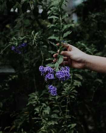 person holding purple petal flower