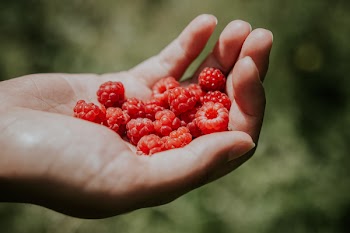 Person Holding Raspberries