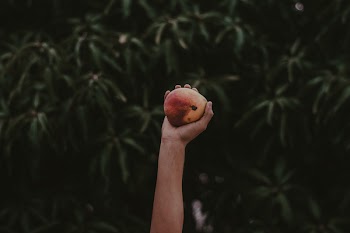 Person Holding Red and Yellow Fruit