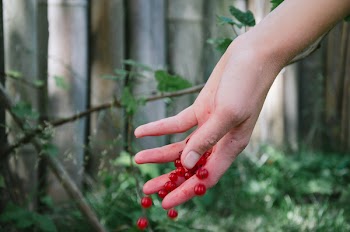 Person Holding Red Berries