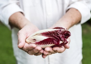 Person Holding Red Bok Choy