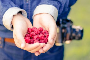 Person Holding Red Raspberries