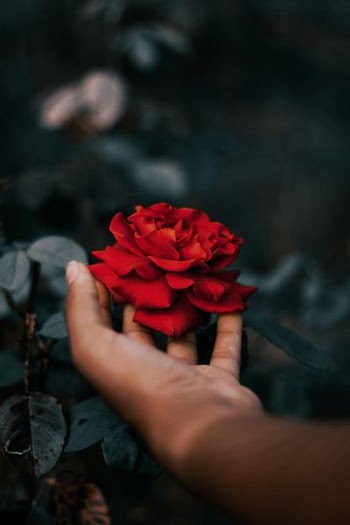 person holding red Rosa rose